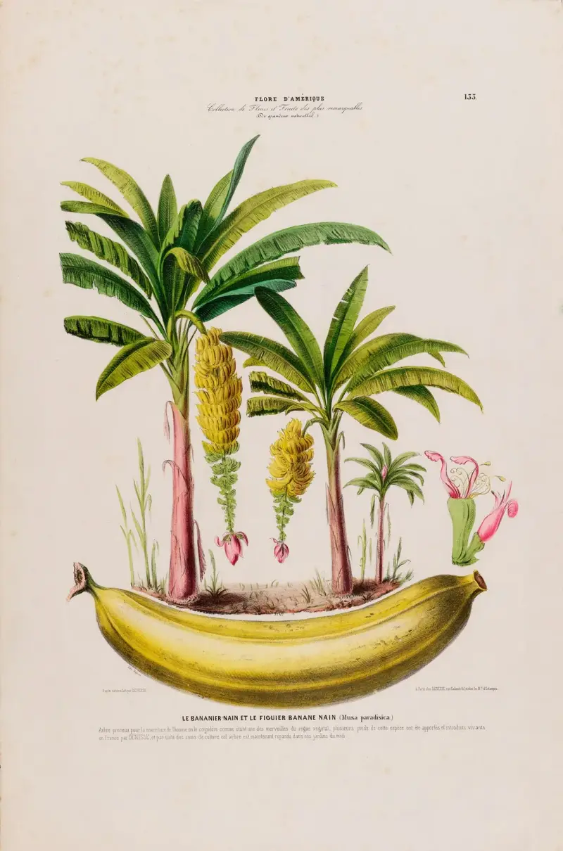 Flore d’Amérique, nach der Natur an Ort und Stelle gezeichnet, Tafel 133 von Etienne Denisse