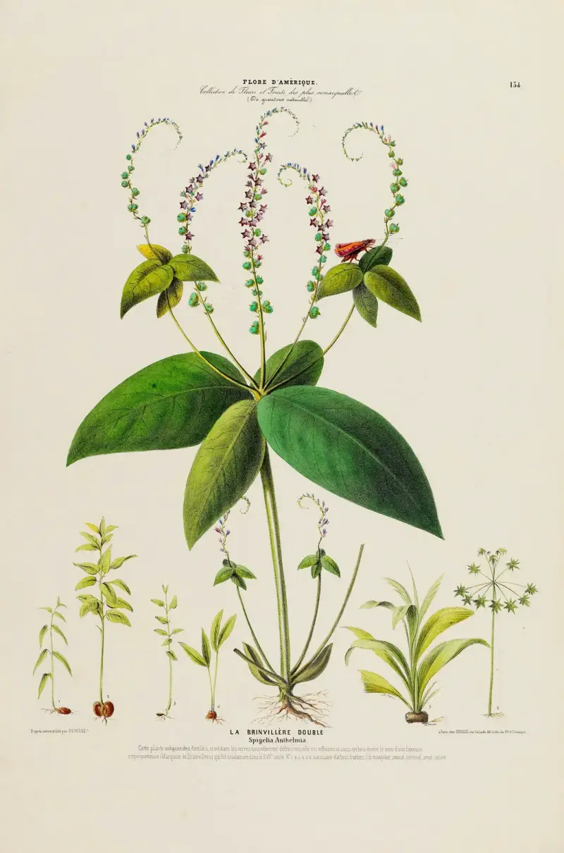 Flore d’Amérique, tecknad efter naturen på plats, plansch 134 av Etienne Denisse