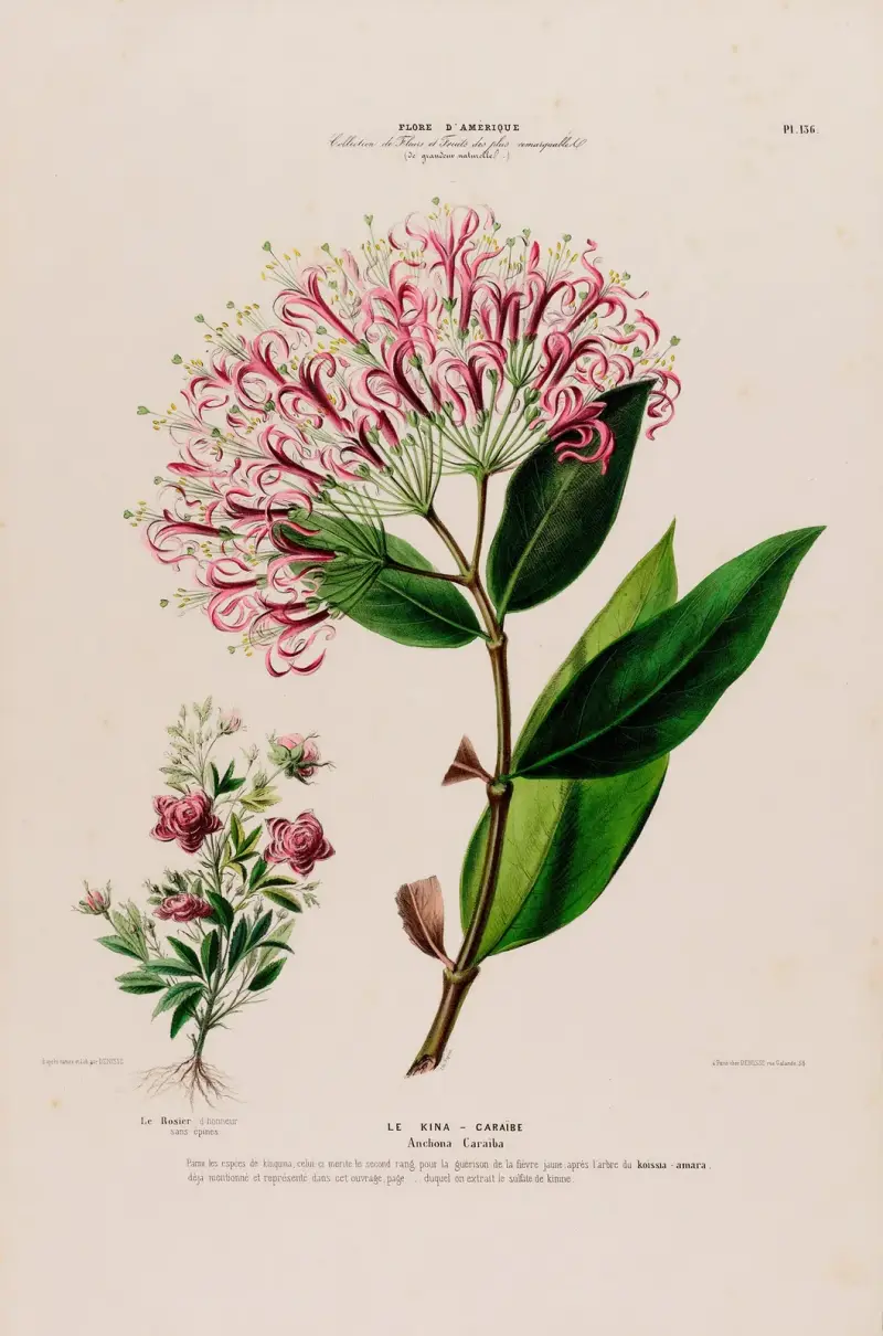 Flore d’Amérique, dessinée d’après nature sur les lieux Pl.136 av Etienne Denisse