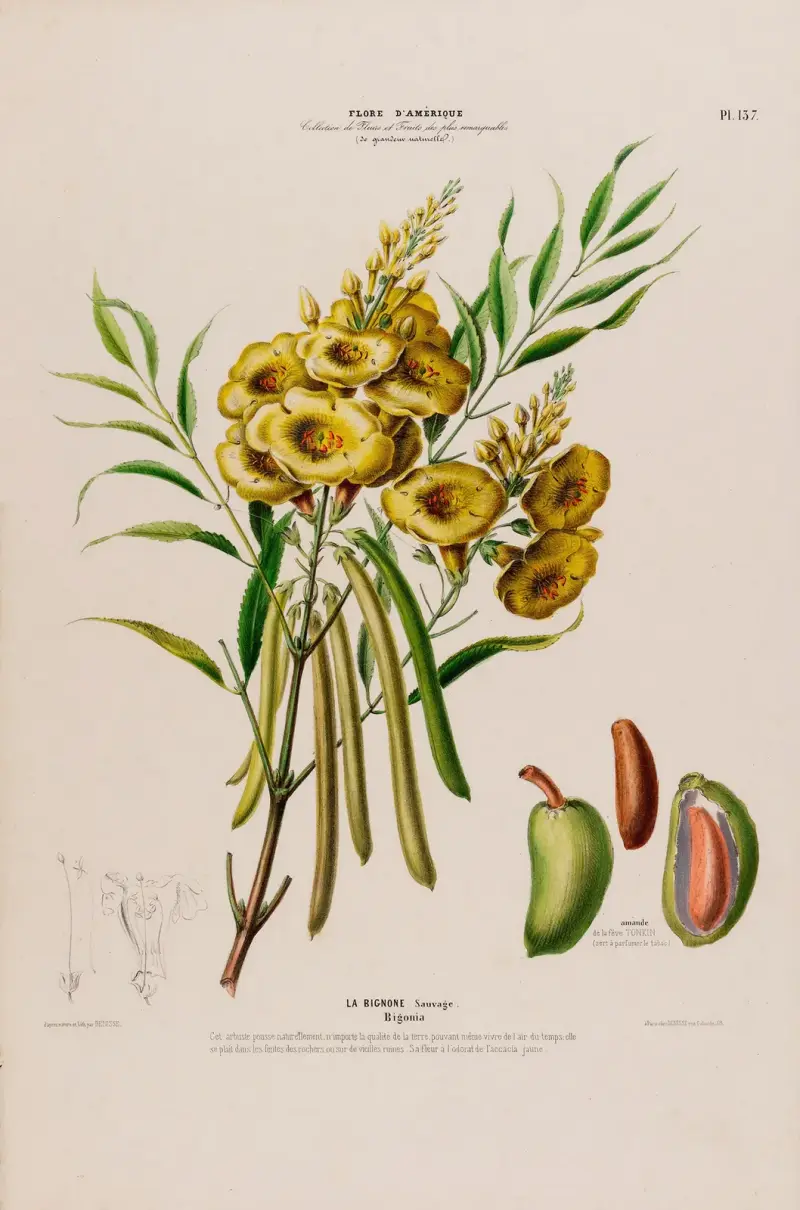 Flore d’Amérique, tecknad efter naturen på plats Pl.137 av Etienne Denisse
