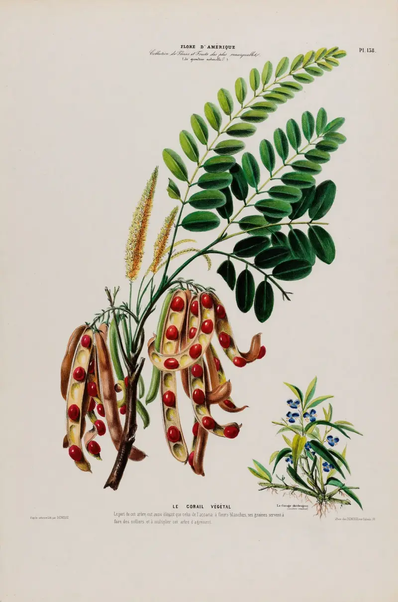 Flore d’Amérique, nach der Natur an Ort und Stelle gezeichnet Pl. 138 von Etienne Denisse