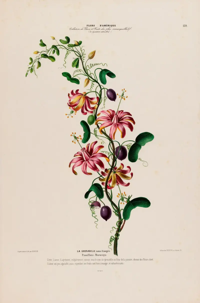 Flora von Amerika, nach der Natur an Ort und Stelle gezeichnet, Taf. 139 von Etienne Denisse