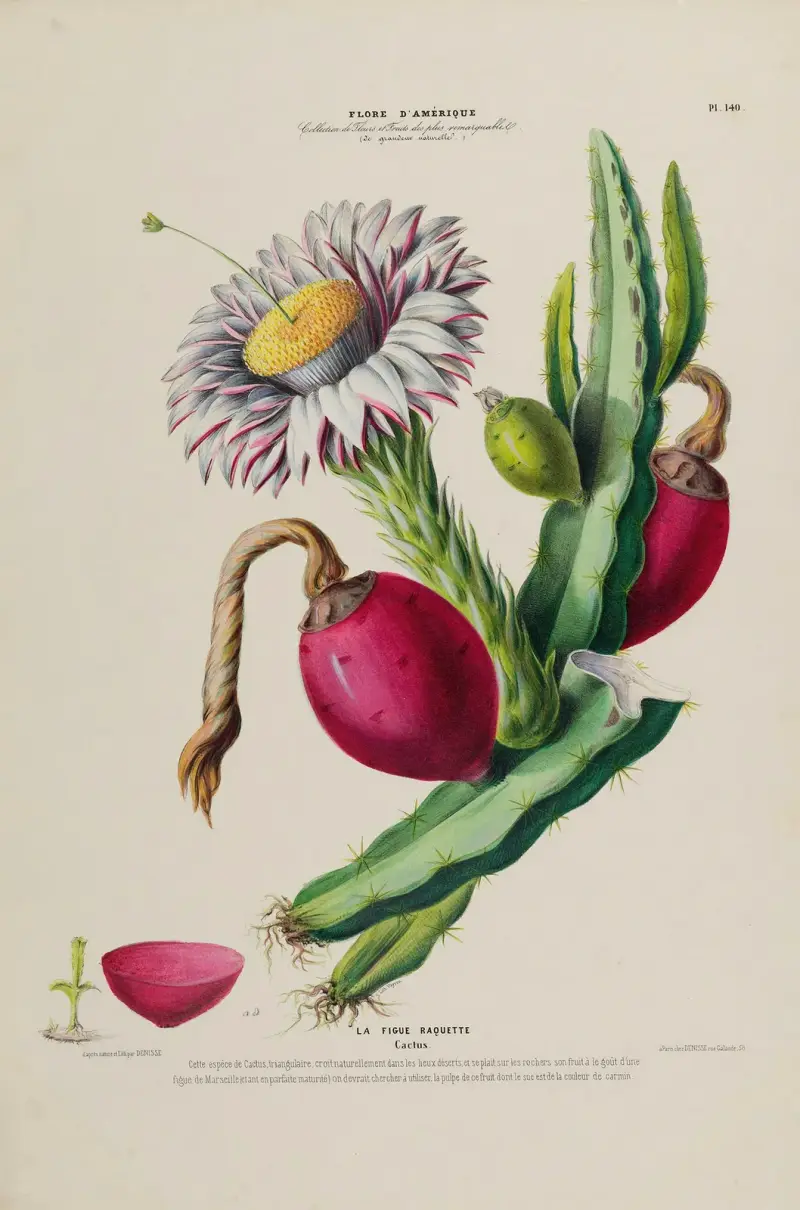 Flore d’Amérique, tecknad efter naturen på plats, plansch 140 av Etienne Denisse