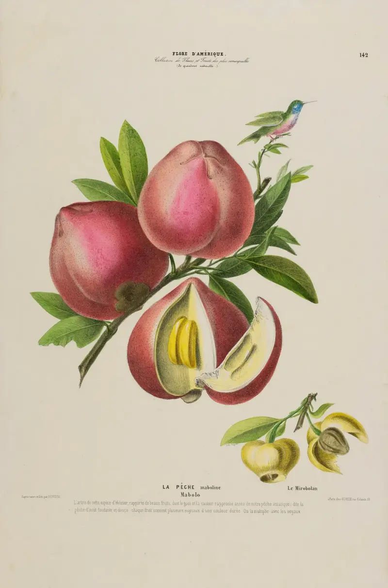 Flore d’Amérique, dessinée d’après nature sur les lieux Pl.142 av Etienne Denisse