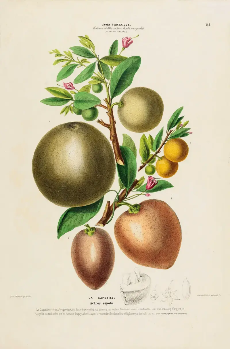 Flore d’Amérique, dessinée d’après nature sur les lieux Pl.144 av Etienne Denisse