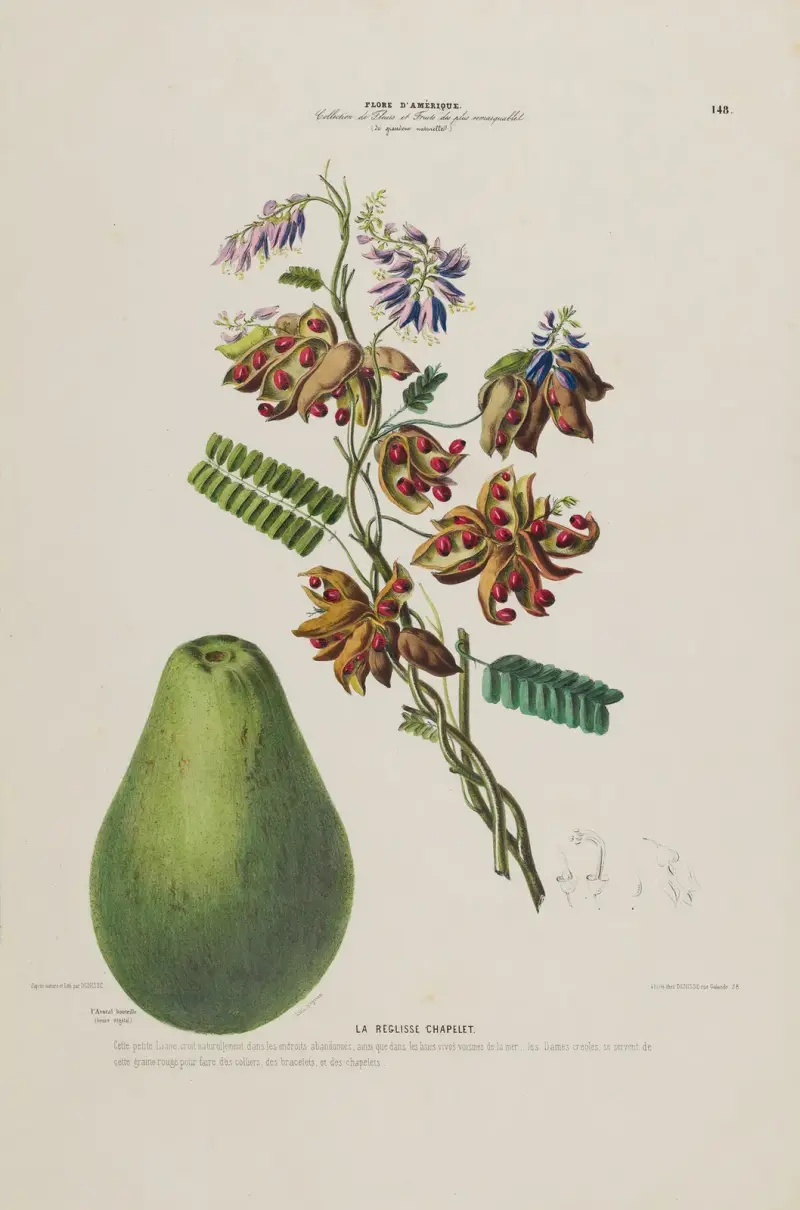 Flore d’Amérique, dessinée d’après nature sur les lieux Pl.148 av Etienne Denisse