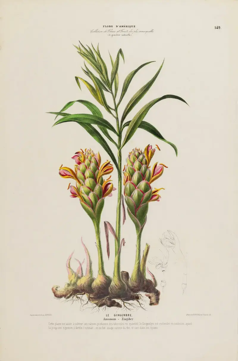 Flore d’Amérique, tecknad efter naturen på plats, plansch 149 av Etienne Denisse