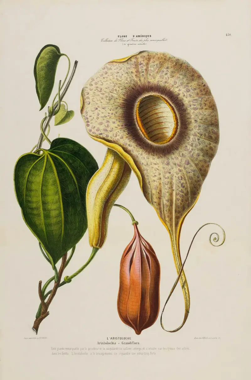 Flore d’Amérique, dessinée d’après nature sur les lieux Pl.150 av Etienne Denisse