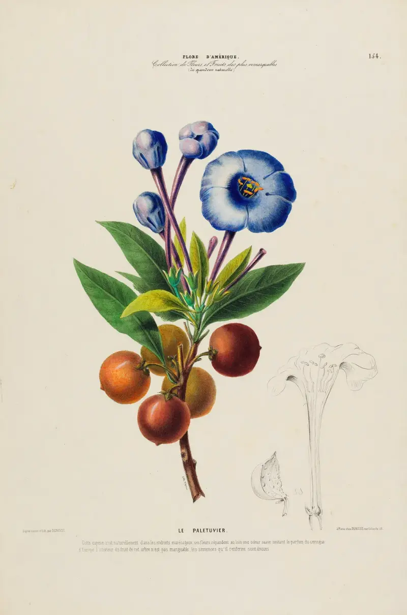Flore d’Amérique, dessinée d’après nature sur les lieux Pl.154 av Etienne Denisse