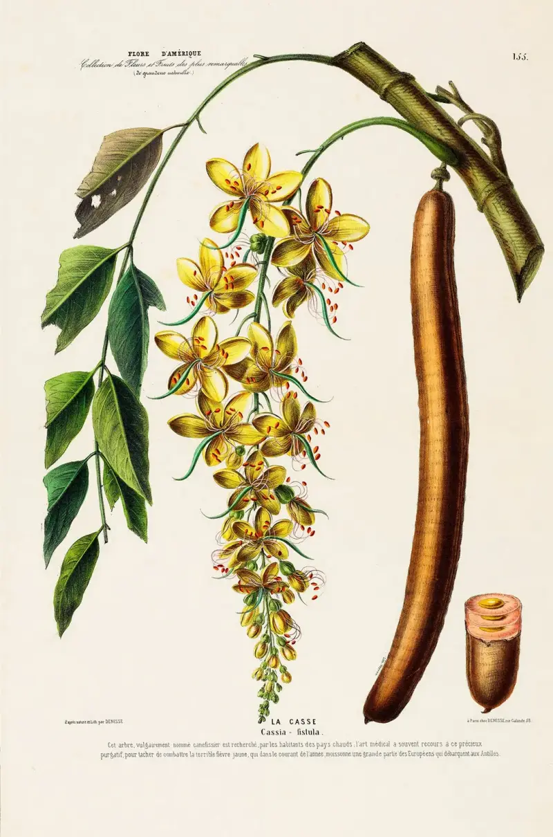 Flore d’Amérique, dessinée d’après nature sur les lieux Pl.155 av Etienne Denisse