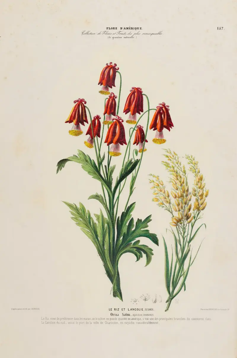 Amerikansk flora, tecknad efter naturen på plats, plansch 157 av Etienne Denisse