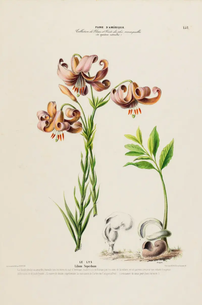 Flore d’Amérique, tecknad efter naturen på plats, pl. 158 av Etienne Denisse