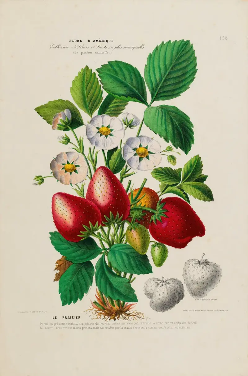 Flore d’Amérique, tecknad efter naturen på plats Pl.159 av Etienne Denisse