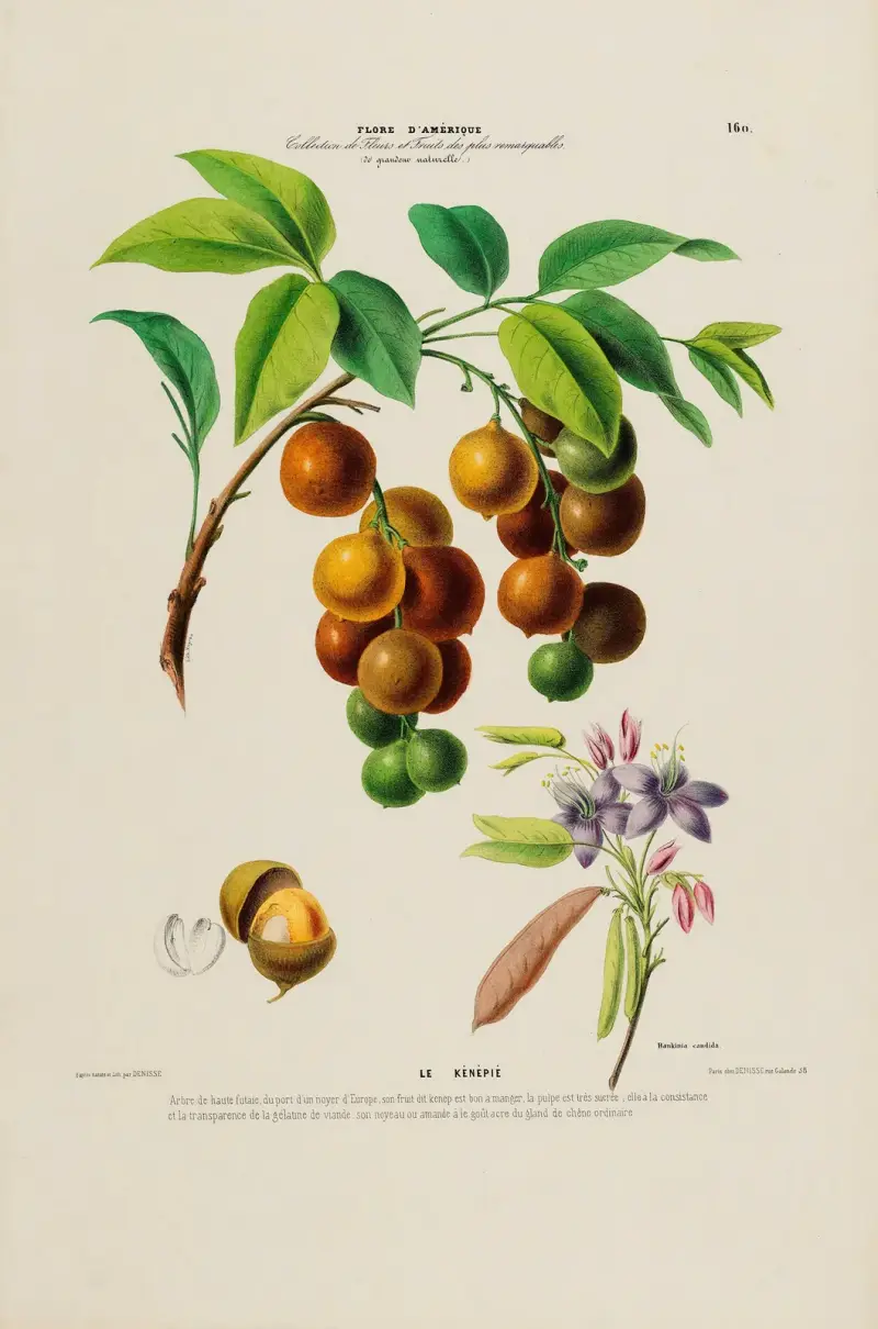 Flore d’Amérique, tecknad efter naturen på plats, plansch 160 av Etienne Denisse