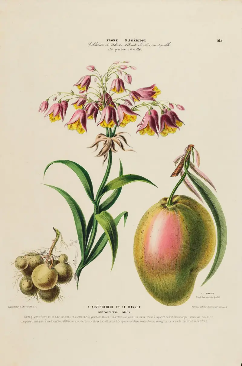 Flore d’Amérique, tecknad efter naturen på plats, pl. 165 av Etienne Denisse
