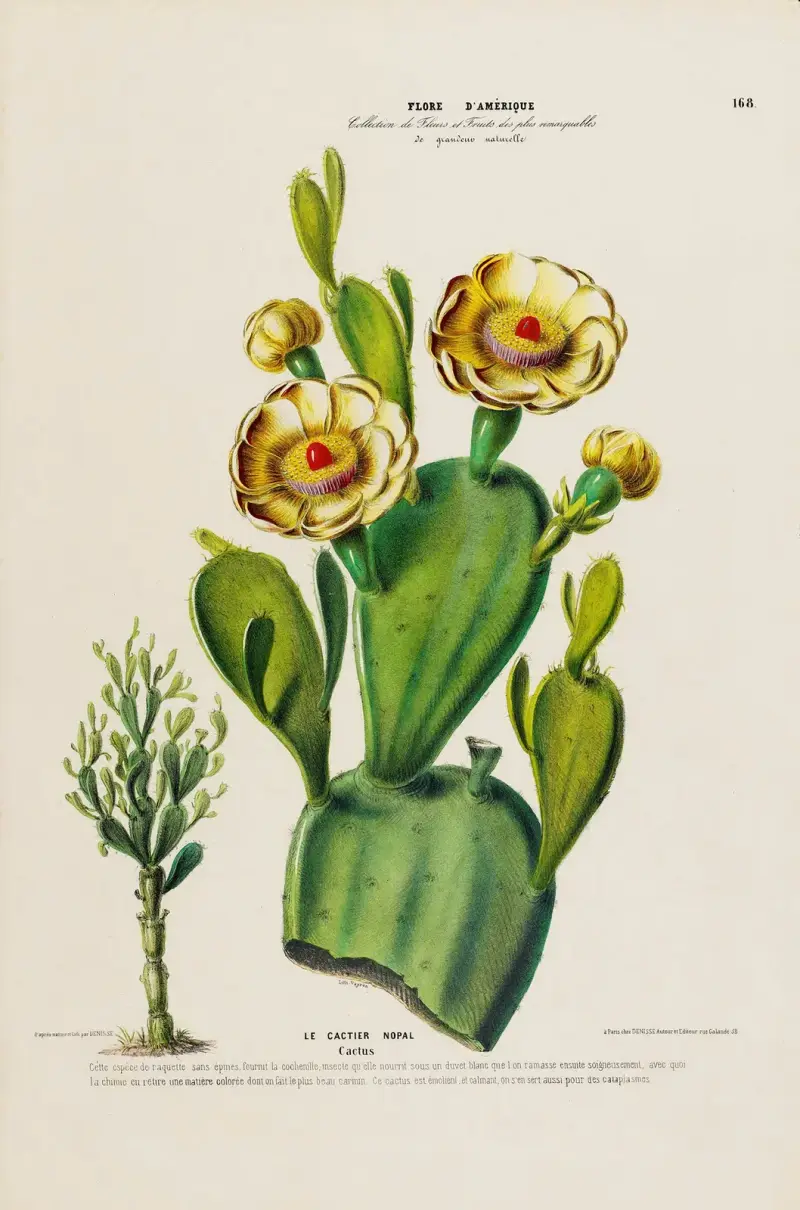 Amerikansk flora, tecknad efter naturen på plats, plansch 168 av Etienne Denisse