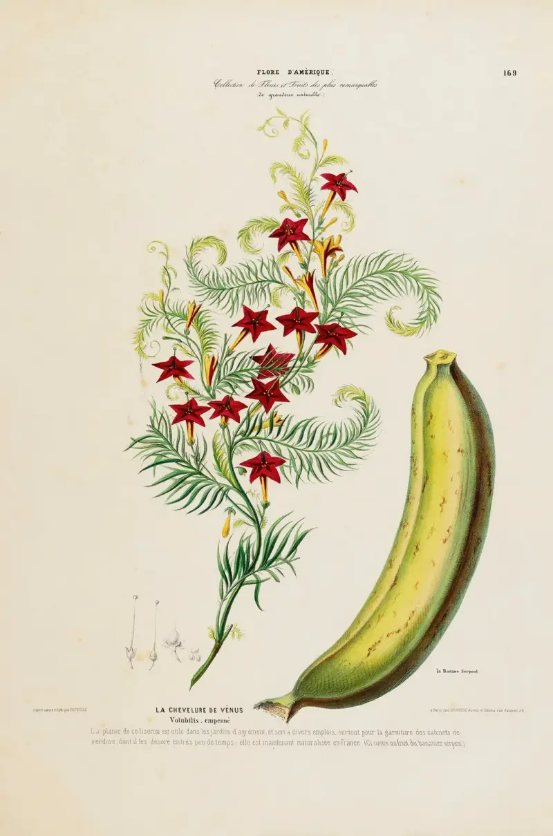 Flore d’Amérique, dessinée d’après nature sur les lieux Pl.169 av Etienne Denisse