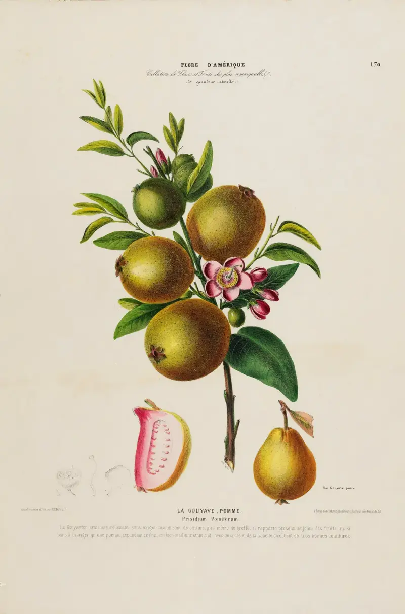 Amerikansk flora, tecknad efter naturen på plats, plansch 170 av Etienne Denisse