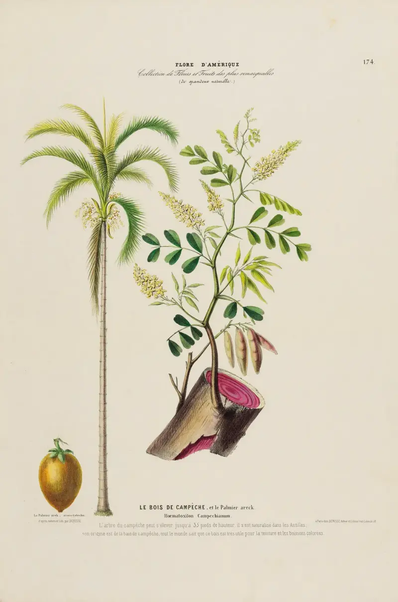 Flore d’Amérique, dessinée d’après nature sur les lieux Pl.174 av Etienne Denisse