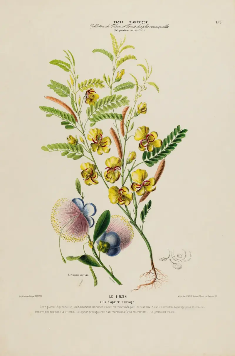 Flore d’Amérique, dessinée d’après nature sur les lieux Pl.176 av Etienne Denisse