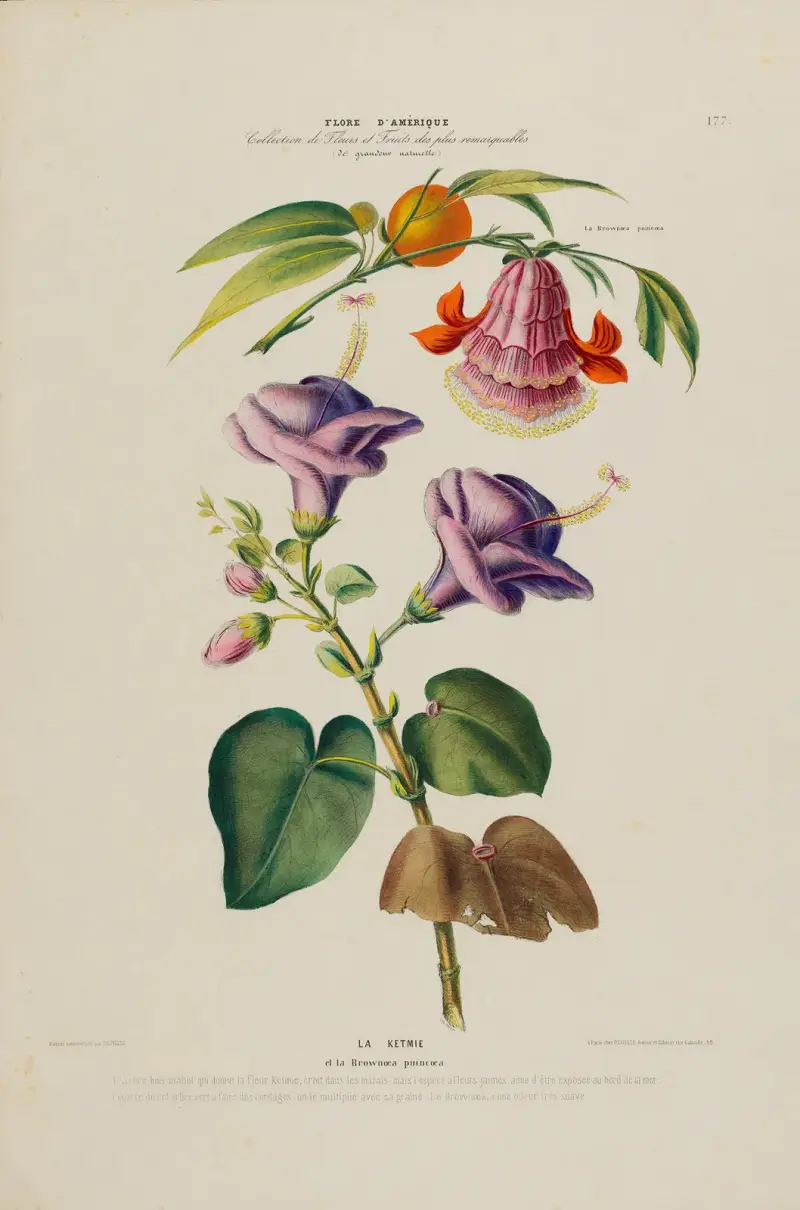 Flore d’Amérique, dessinée d’après nature sur les lieux Pl.177 av Etienne Denisse
