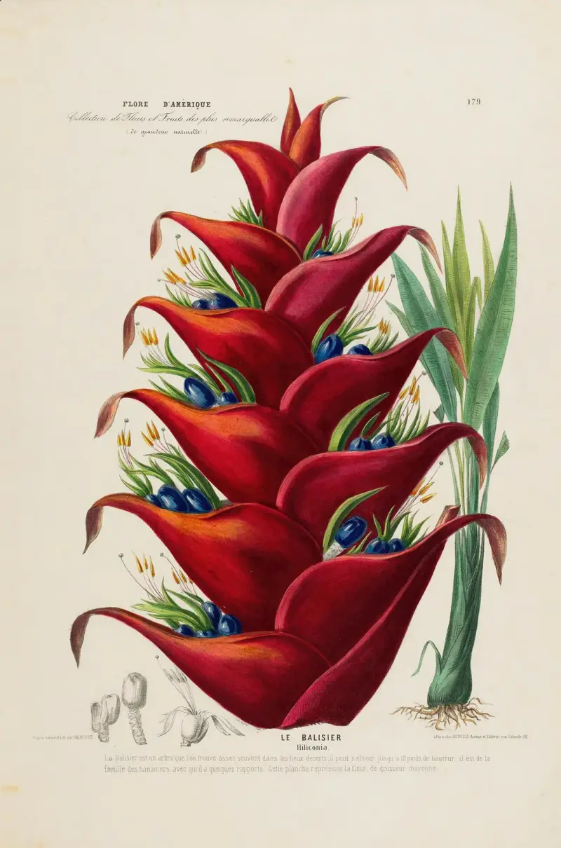 Flore d’Amérique, dessinée d’après nature sur les lieux Pl.179 av Etienne Denisse