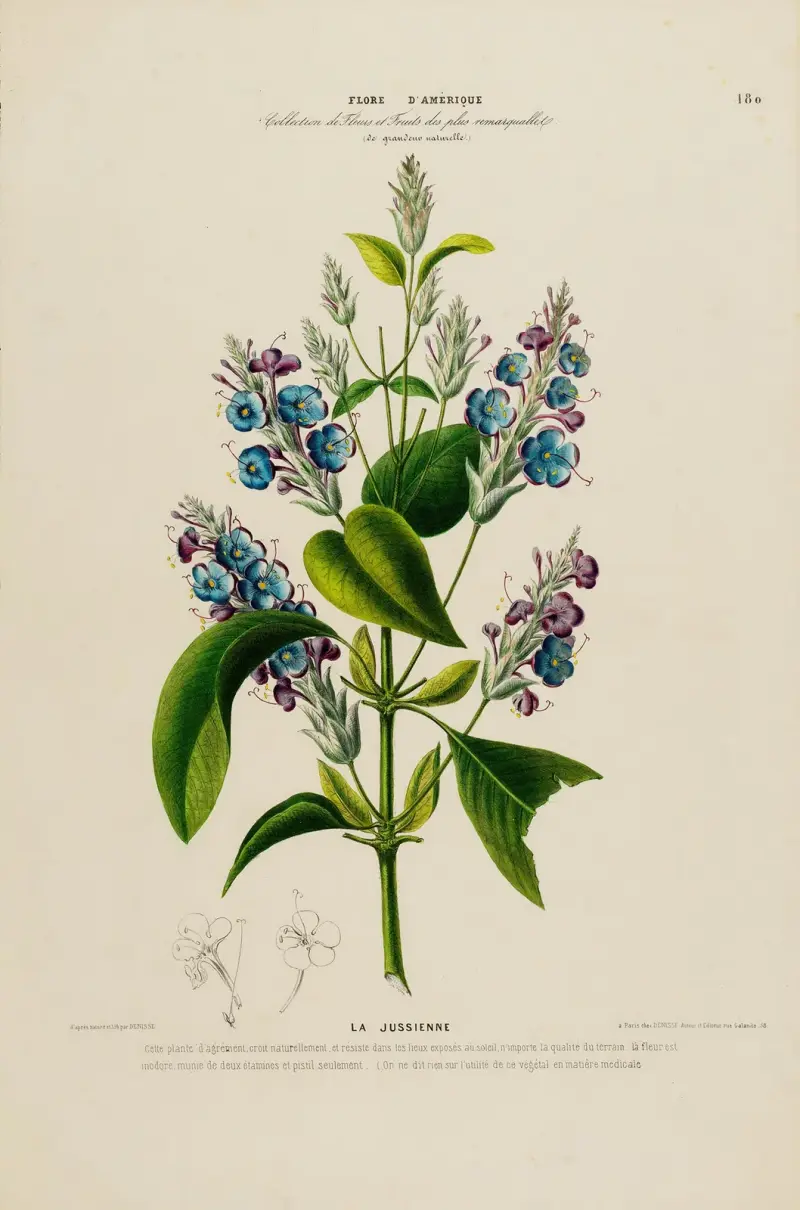 Amerikansk flora, tecknad efter naturen på platsen, plansch 180 av Etienne Denisse