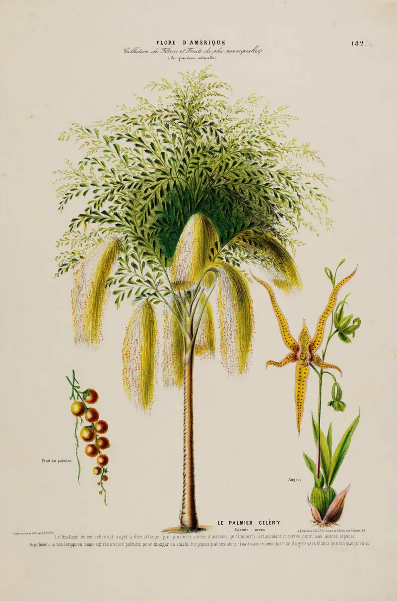 Flore d’Amérique, dessinée d’après nature sur les lieux Pl.182 av Etienne Denisse