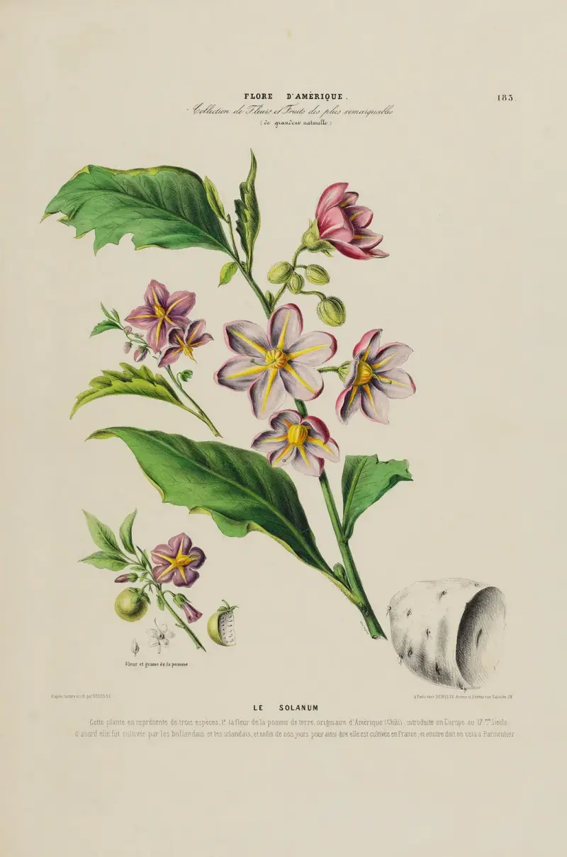 Flore d’Amérique, dessinée d’après nature sur les lieux Pl.183 av Etienne Denisse