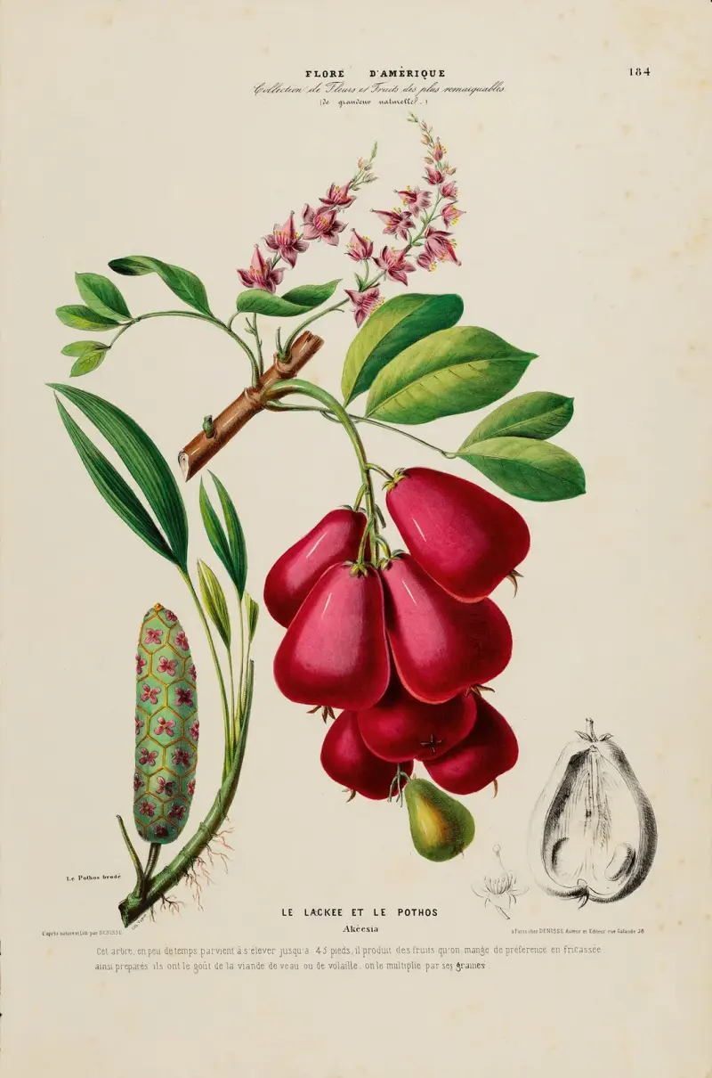 Flore d’Amérique, nach der Natur an Ort und Stelle gezeichnet, Tafel 184 von Etienne Denisse