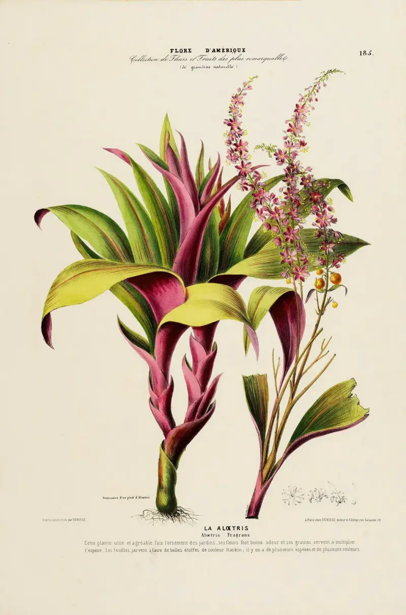Flore d’Amérique, dessinée d’après nature sur les lieux Pl.185 av Etienne Denisse