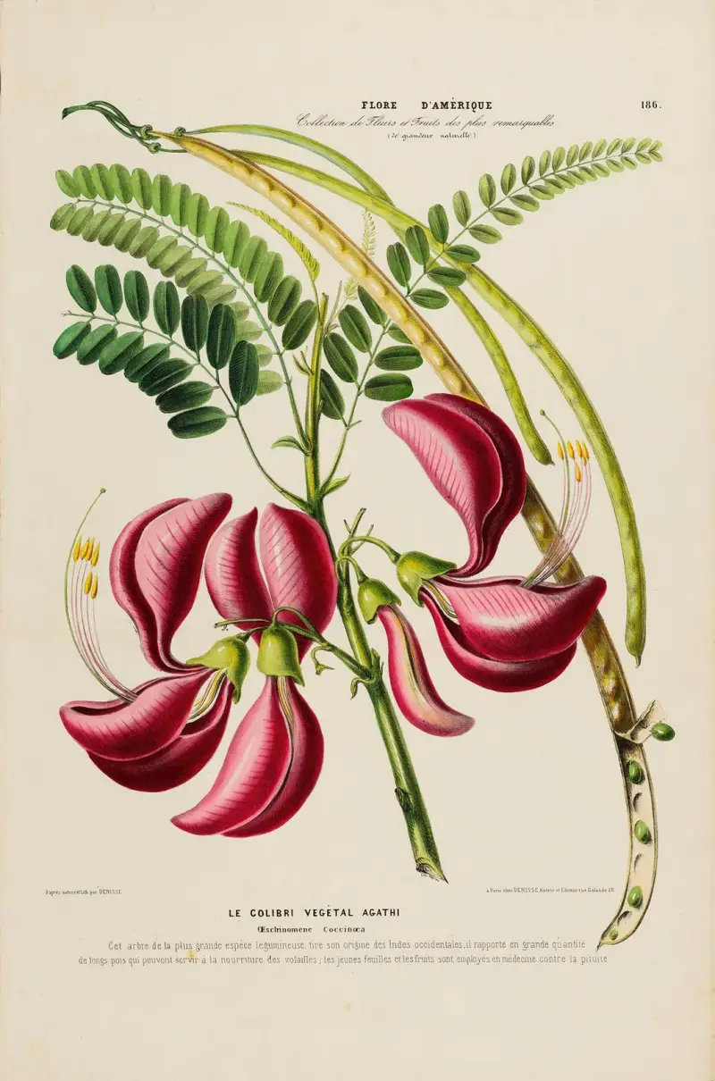 Flore d’Amérique, dessinée d’après nature sur les lieux Pl.186 av Etienne Denisse