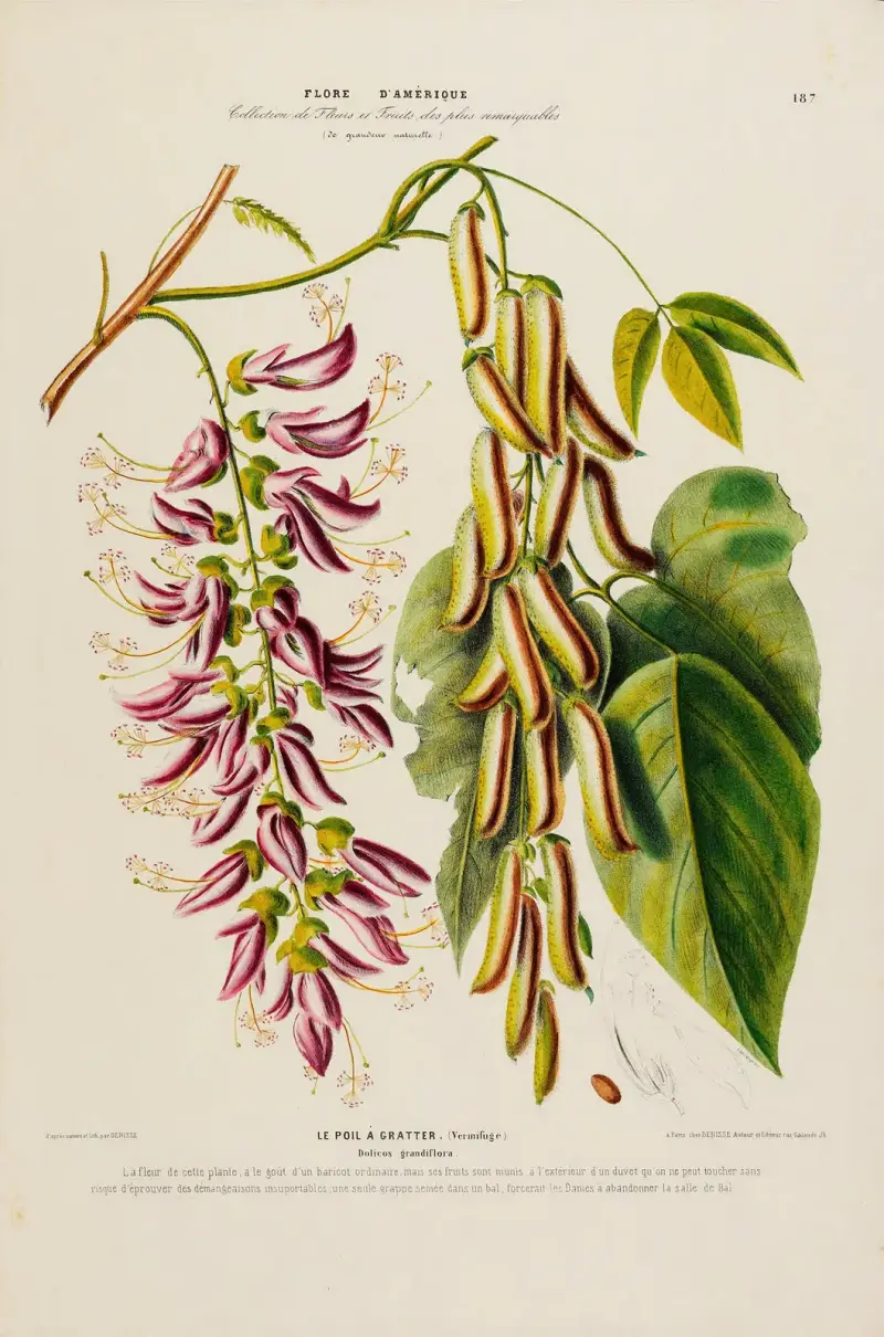 Flora von Amerika, nach der Natur an Ort und Stelle gezeichnet, Taf. 187 von Etienne Denisse