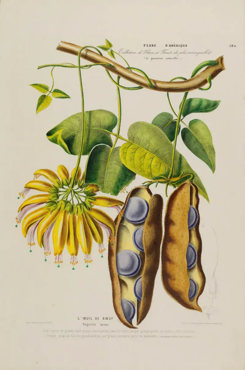Flore d’Amérique, dessinée d’après nature sur les lieux Pl.190 av Etienne Denisse