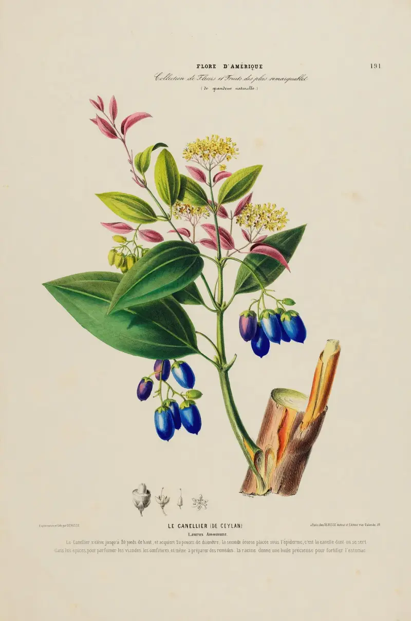 Flore d’Amérique, dessinée d’après nature sur les lieux Pl.191 av Etienne Denisse