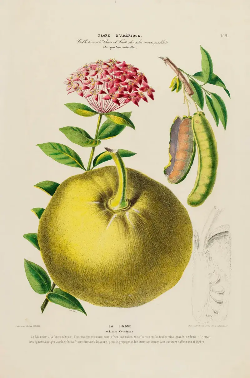 Flore d’Amérique, nach der Natur an Ort und Stelle gezeichnet, Tafel 192 von Etienne Denisse