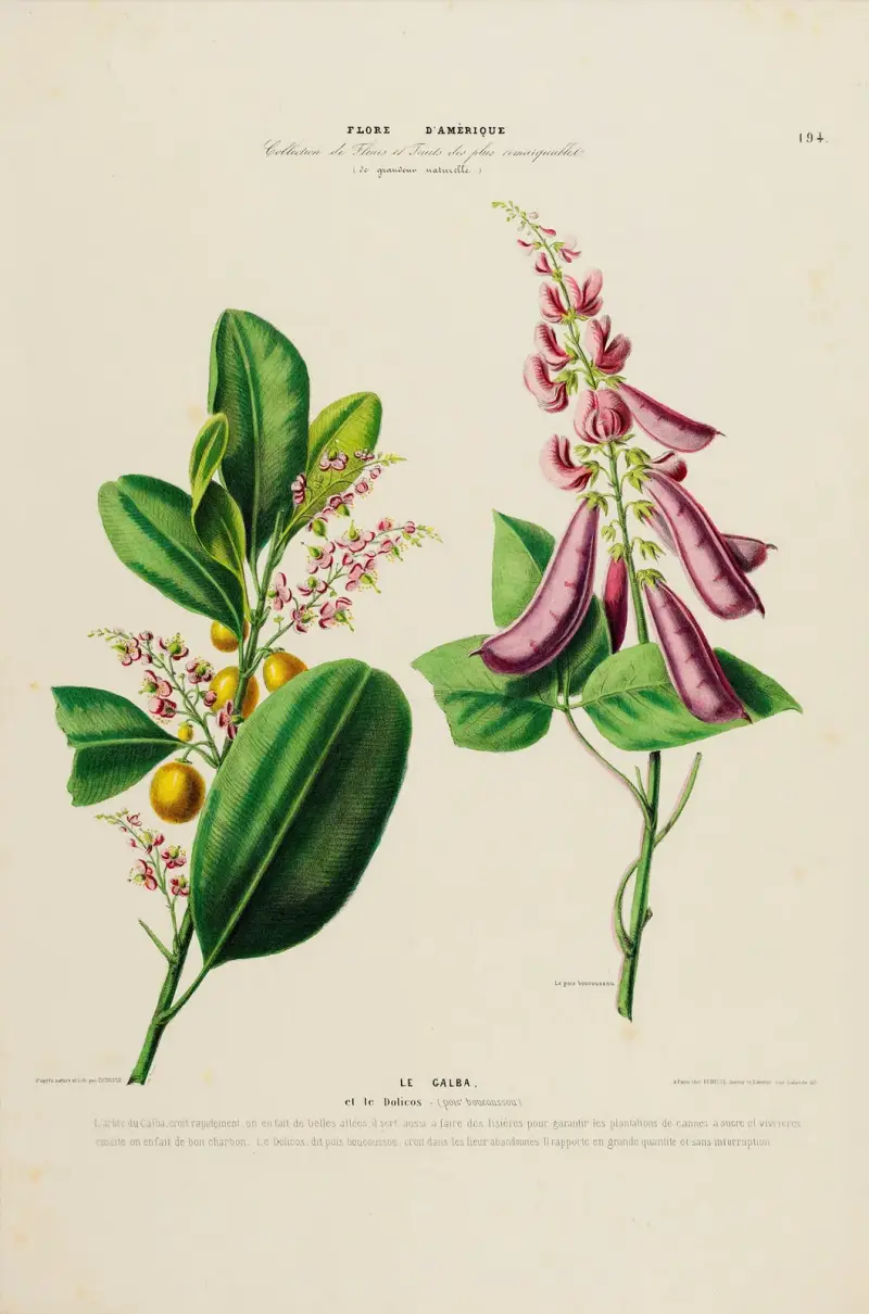 Flore d’Amérique, dessinée d’après nature sur les lieux Pl.194 av Etienne Denisse