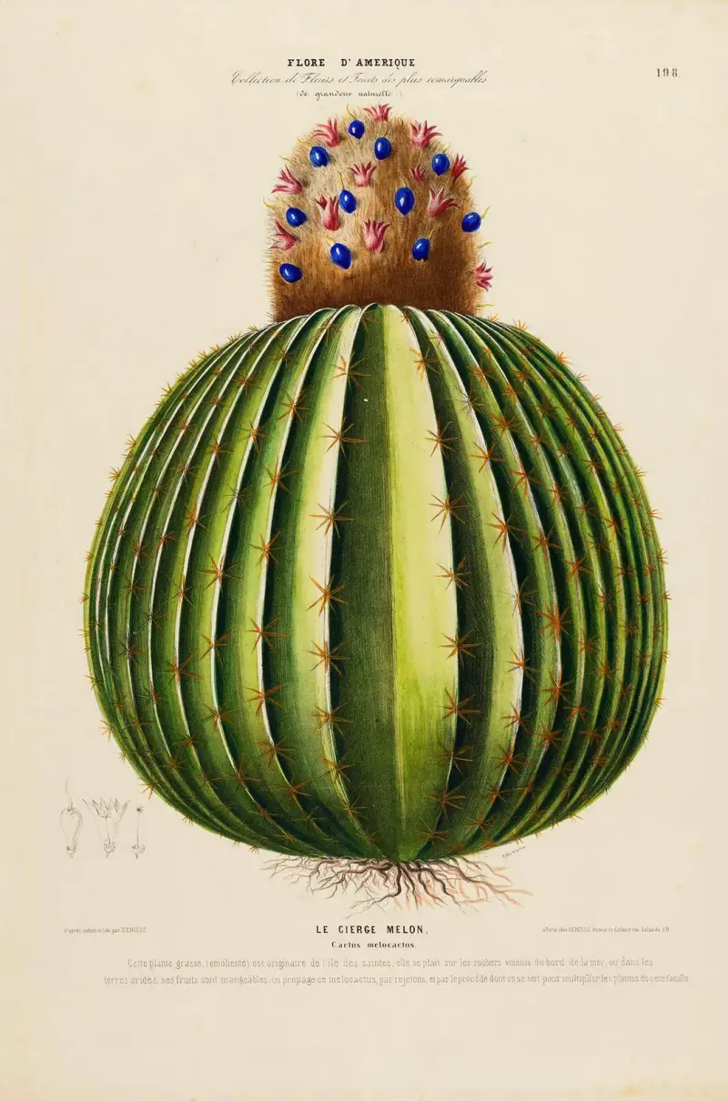 Flore d’Amérique, dessinée d’après nature sur les lieux Pl.198 av Etienne Denisse