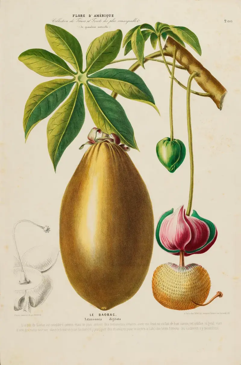Flore d’Amérique, dessinée d’après nature sur les lieux Pl.200 av Etienne Denisse