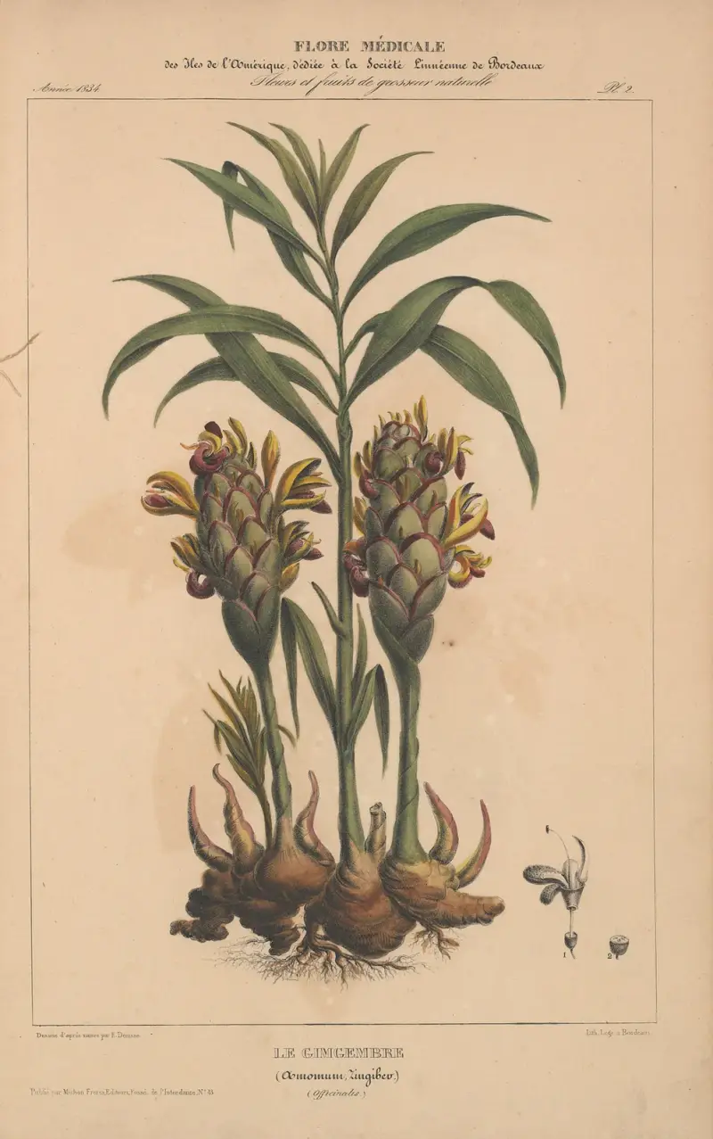 Flore d'Amérique Pl.02 av Etienne Denisse