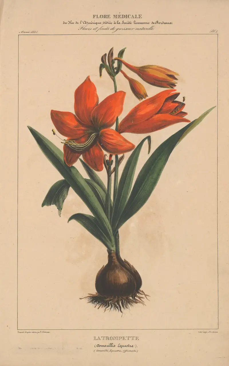 Flore d’Amérique pl. 04 av Etienne Denisse