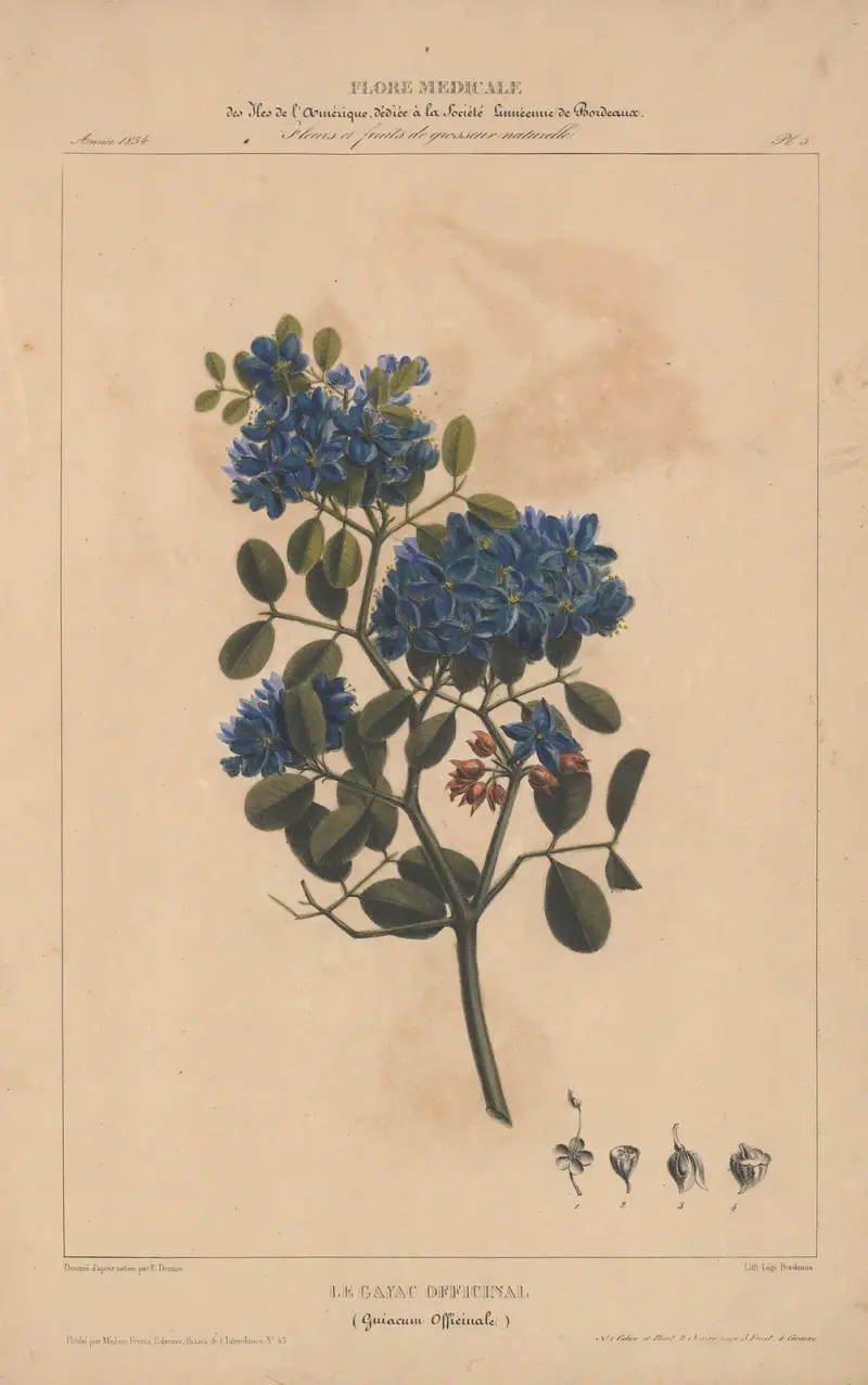 Flore d’Amérique Pl.05 av Etienne Denisse