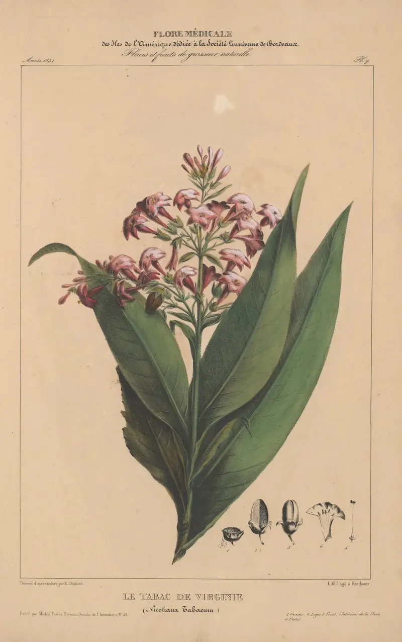 Flore d’Amérique Pl.07 av Etienne Denisse