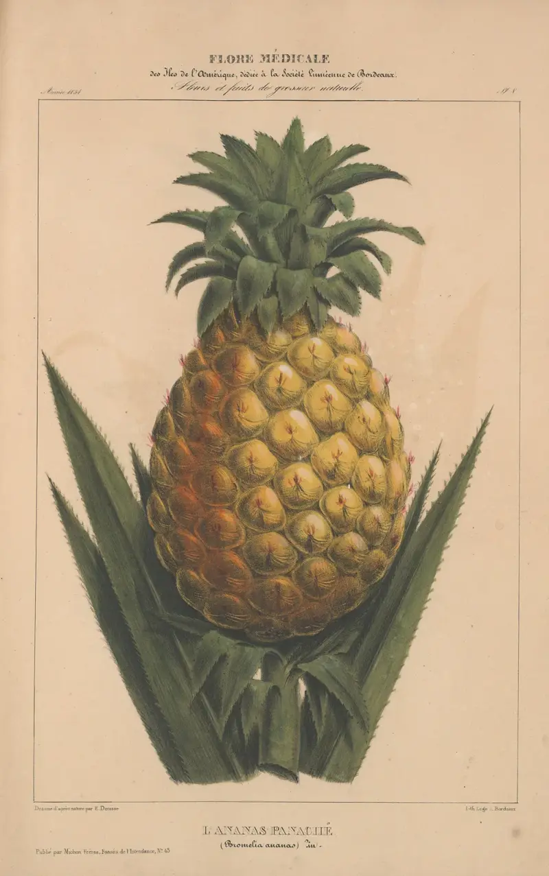 Flore d’Amérique Pl.08 av Etienne Denisse