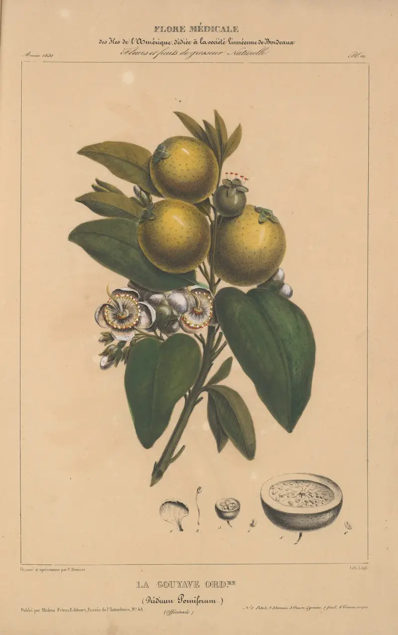 Flore d’Amérique Pl.10 av Etienne Denisse