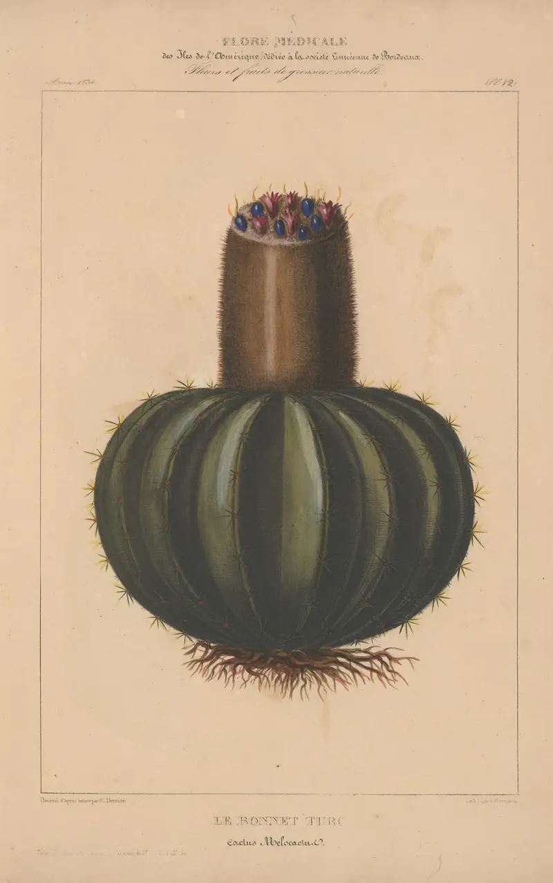 Flore d’Amérique Pl.12 av Etienne Denisse