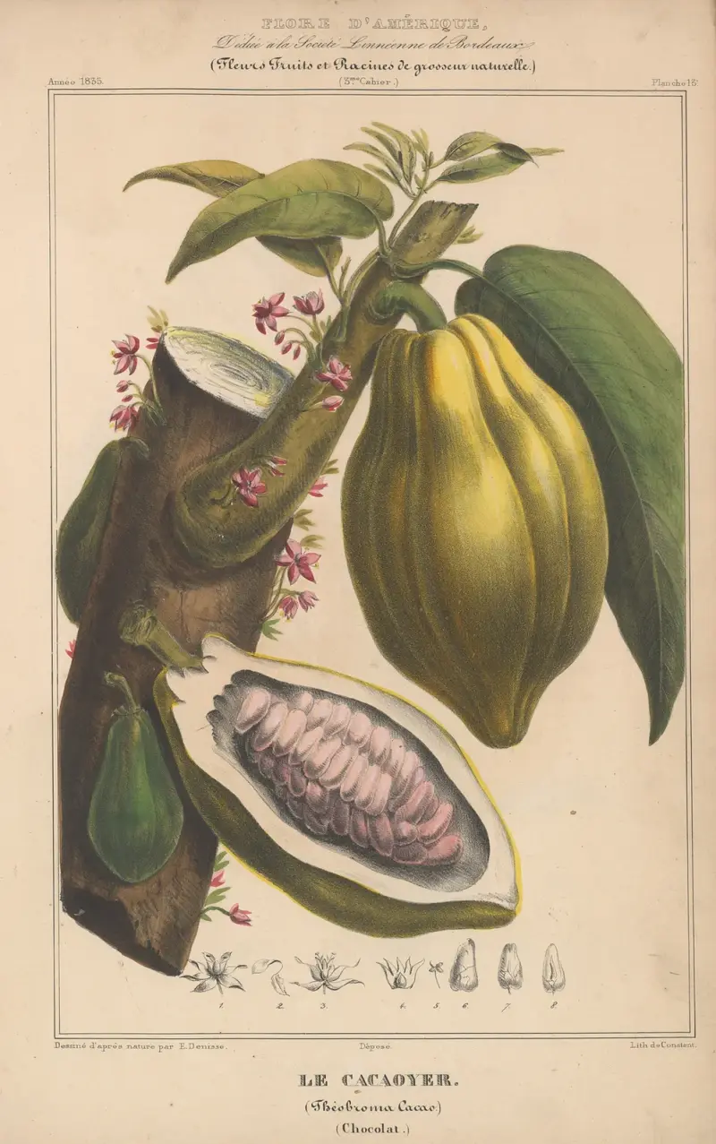 Flore d’Amérique Pl.13 av Etienne Denisse