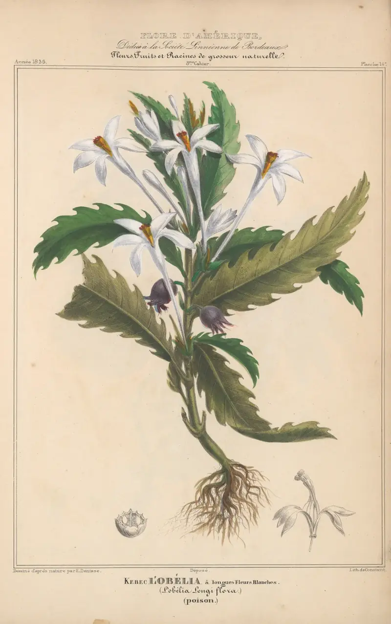Flore d’Amérique Pl.14 av Etienne Denisse