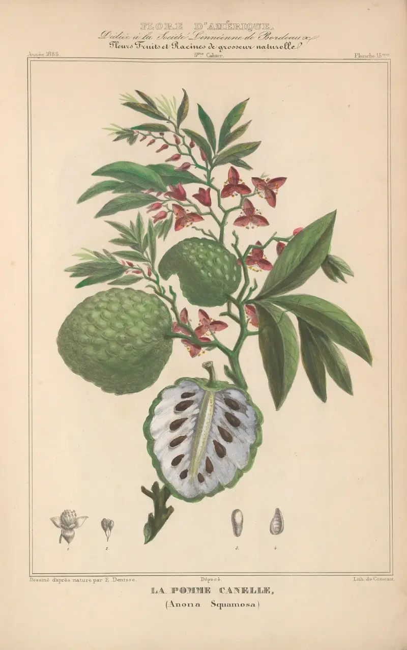 Flore d’Amérique Pl.15 av Etienne Denisse