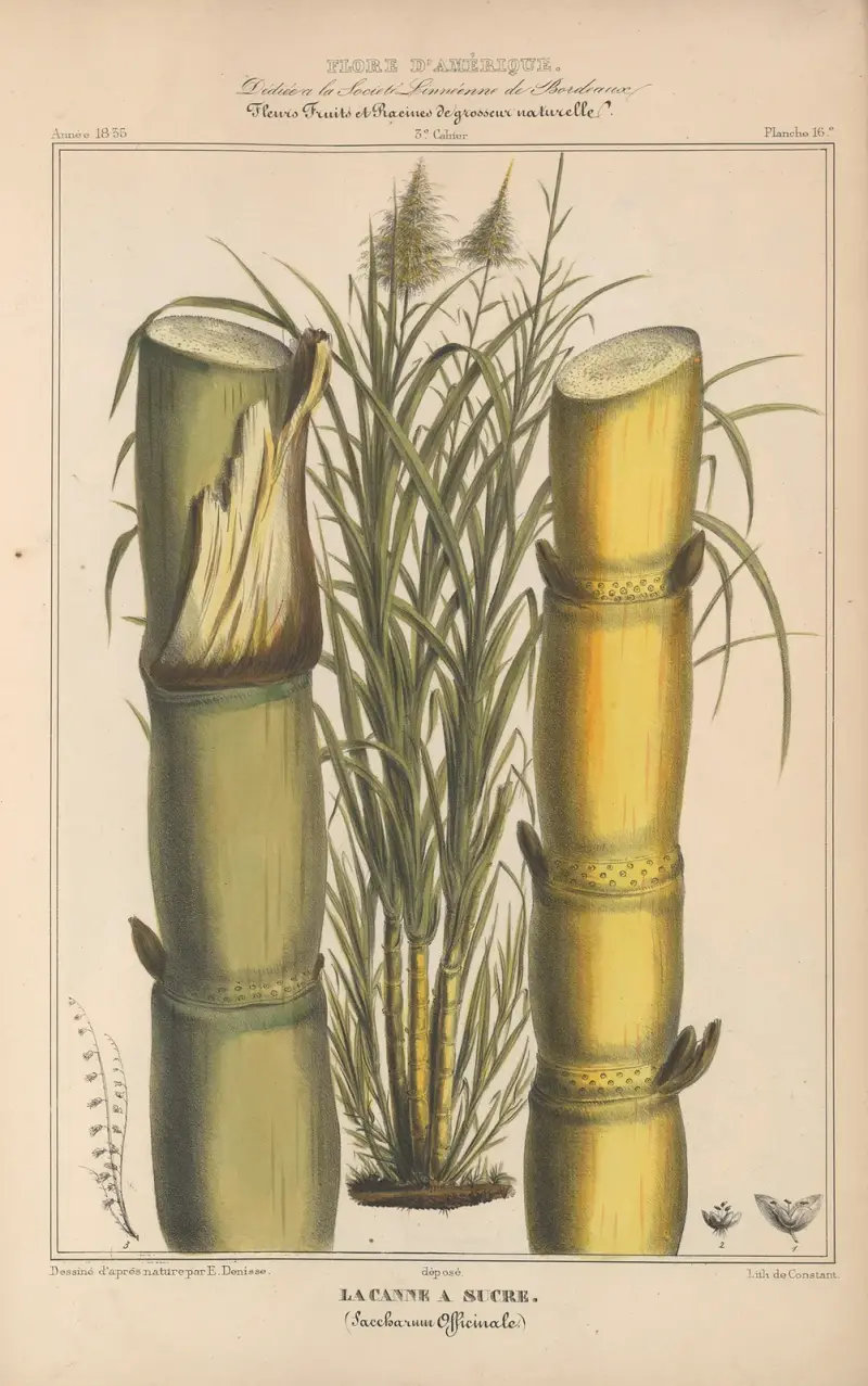Flore d’Amérique Pl.16 av Etienne Denisse